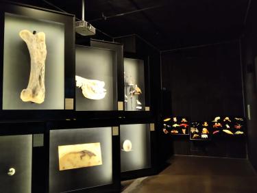 Bones and images in a museum